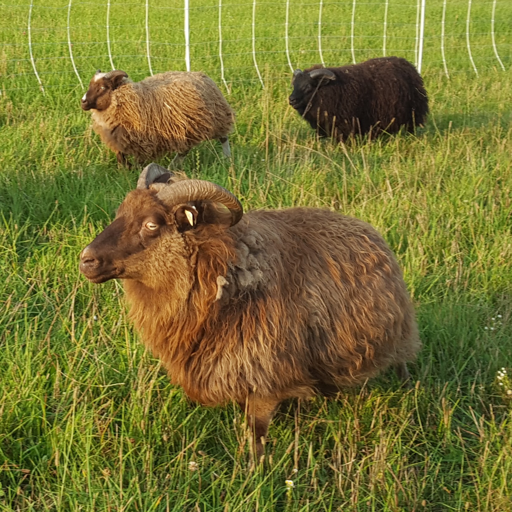 Icelandic ewe and rams