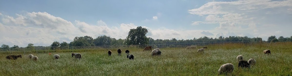 flock grazing in pasture
